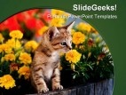 Cat Animal PowerPoint Template 0810