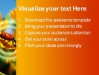 Ladybug Animal PowerPoint Template 1110