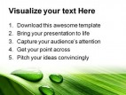 Leaf Drops Nature PowerPoint Template 0610