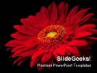 Red Flower Beauty PowerPoint Template 0810