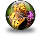 Butterfly PowerPoint Icon C