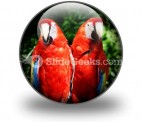 Red Parrots PowerPoint Icon C