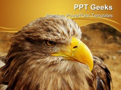 Bald Eagle Animal PowerPoint Templates And PowerPoint Backgrounds 0411