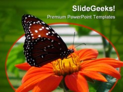 Butterfly On Flower Animal PowerPoint Template 0810