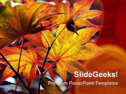 Maple Leaves Nature PowerPoint Template 0810