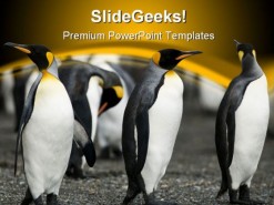 Penguin Animal PowerPoint Template 0810