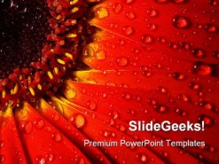 Red Gerbera Beauty PowerPoint Backgrounds And Templates 1210