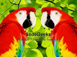 Red Macaw Animals PowerPoint Template 0910