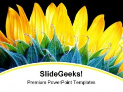 Sunflower Beauty Nature PowerPoint Backgrounds And Templates 1210