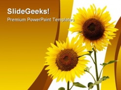Sunflowers Beauty Nature PowerPoint Template 1110