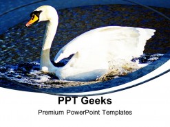 Swan Animals PowerPoint Templates And PowerPoint Backgrounds 0411