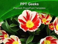 Tulips Flower Beauty PowerPoint Templates And PowerPoint Backgrounds 0411