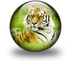 Amur Tiger PowerPoint Icon C