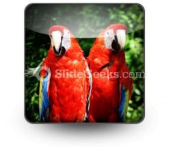 Red Parrots PowerPoint Icon S