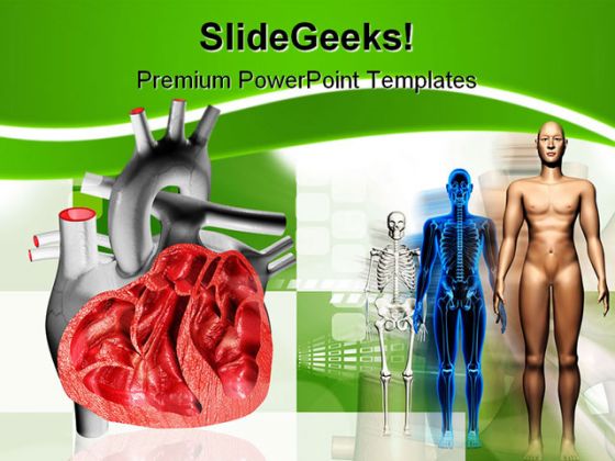 Heart Human Medical PowerPoint Backgrounds And Templates 1210