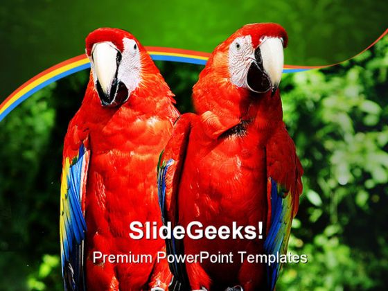 Parrots Animals PowerPoint Template 0910