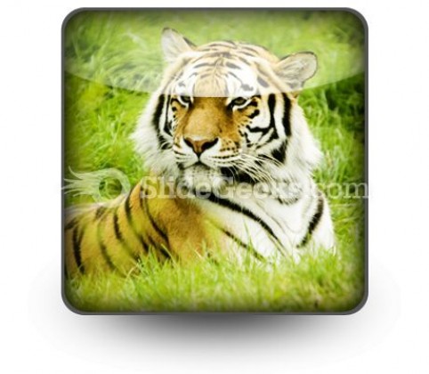 Amur Tiger PowerPoint Icon S