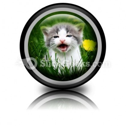 Baby Cat PowerPoint Icon Cc