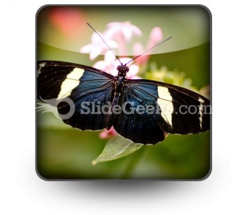 Butterfly Icon S