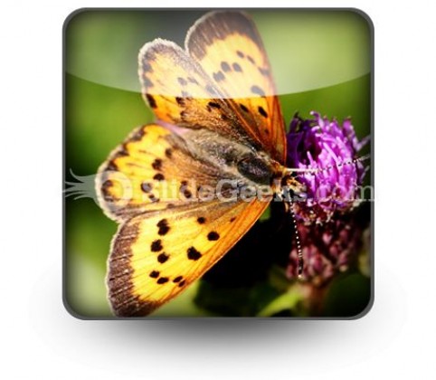 Butterfly PowerPoint Icon S